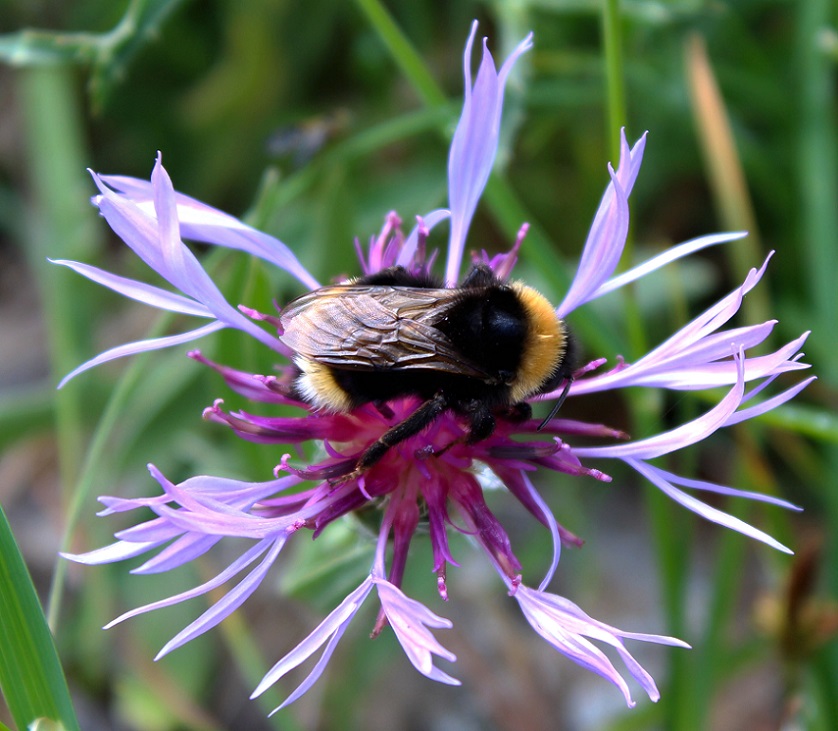 Quale bombo? Bombus (Bombus) sp. e Psithyrus sp. (cfr)