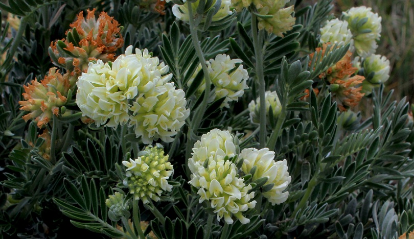 Anthyllis barba-jovis / Vulneraria barba di Giove