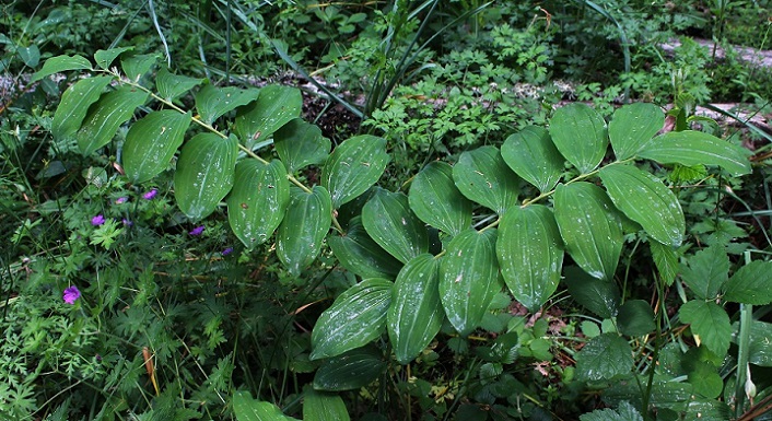 Sigillo di re Salomone - Polygonatum multiflorum