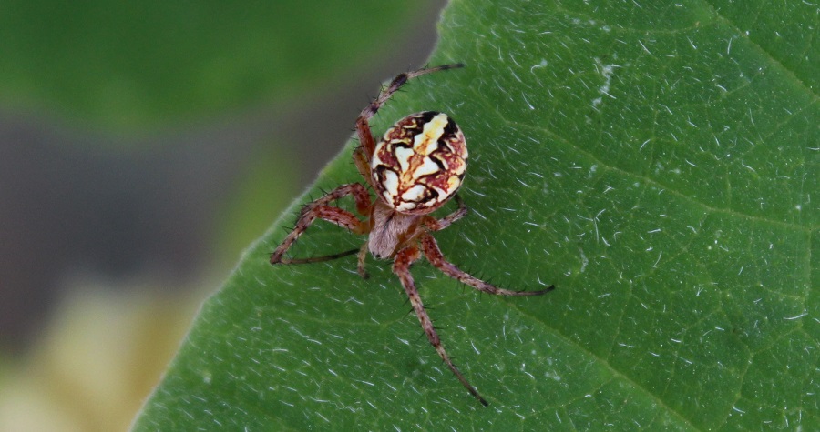 Neoscona adianta - Manfredonia (FG)