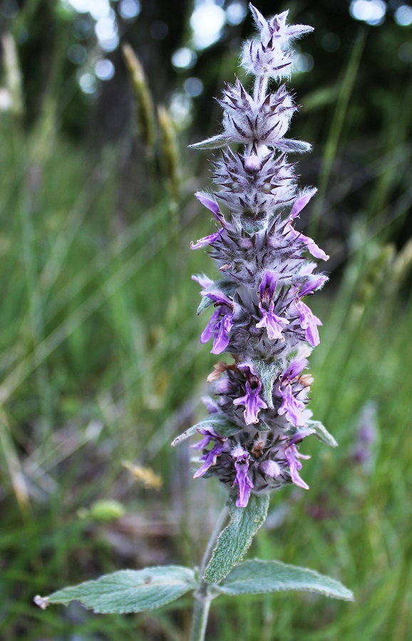 Stachys cretica / Betonica di Creta
