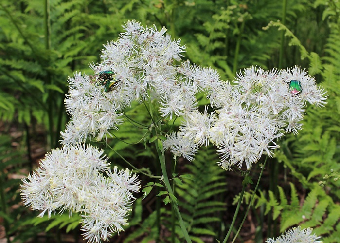 Thalictrum aquilegiifolium