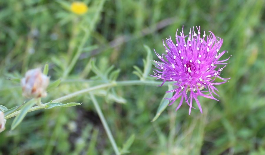 Centaurea deusta / Fiordaliso cicalino
