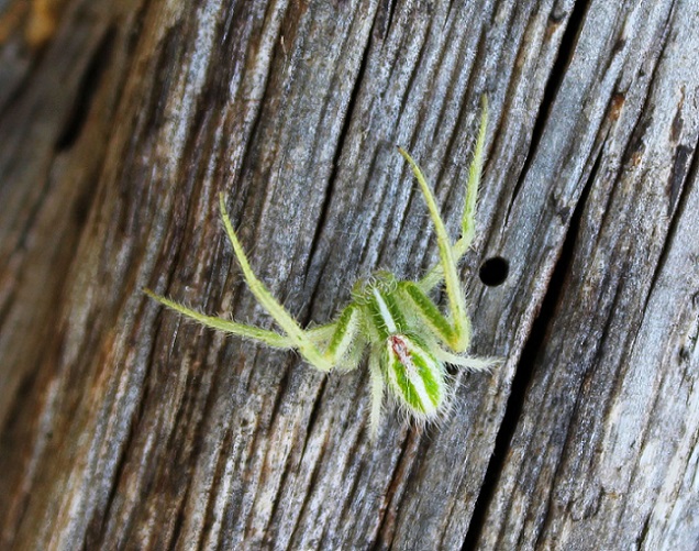 Heriaeus oblongus - Cagnano Varano (FG)