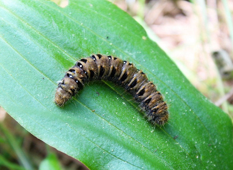 Bruco da id - Lemonia taraxaci