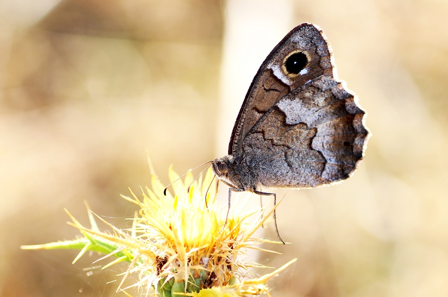 Da id - Hipparchia (Neohipparchia) statilinus