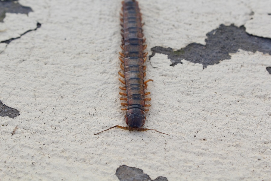 Scolopendra ?