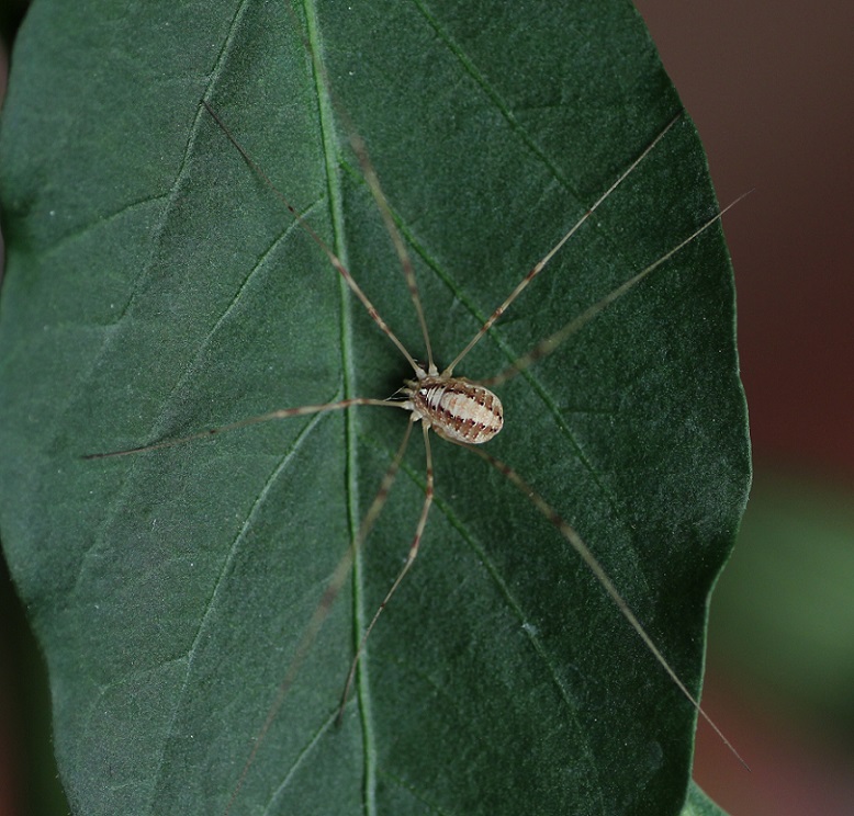 Opilio sp.