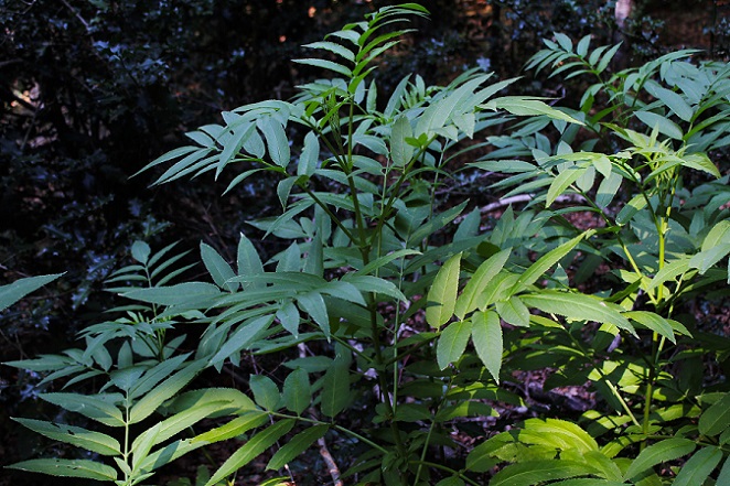 Sambucus ebulus