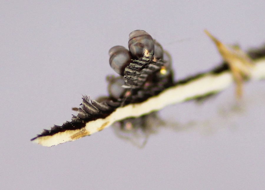 Uova di Pentatomidae