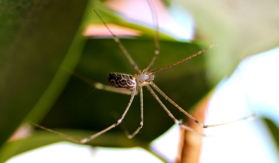 Holocnemus pluchei - Manfredonia Gargano (FG)