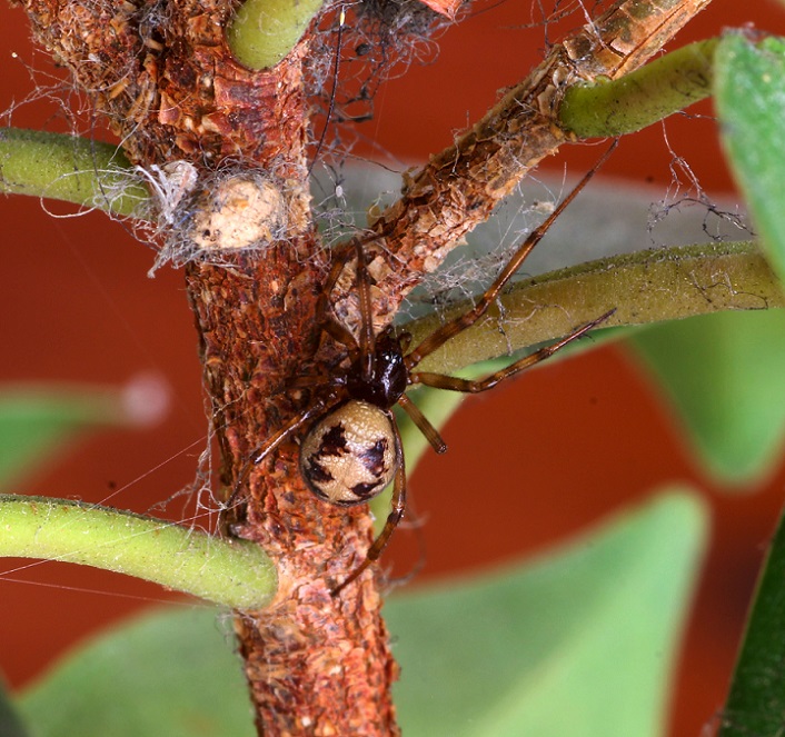 Steatoda triangulosa - Manfredonia Gargano (FG)