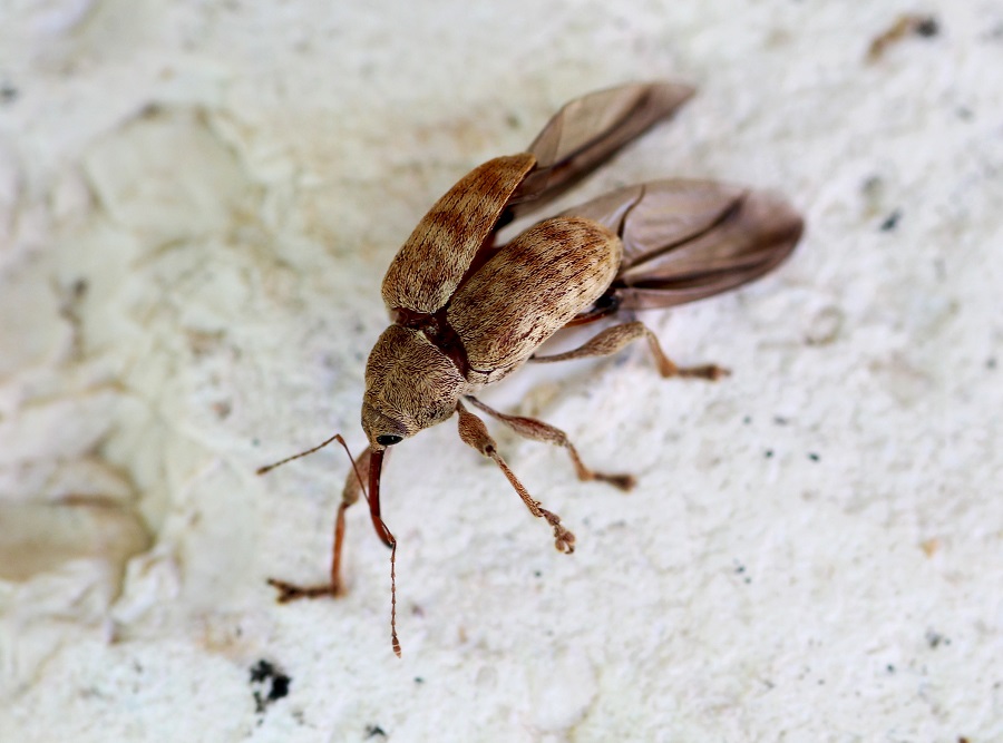 Curculio venosus (cfr.) Curculionidae