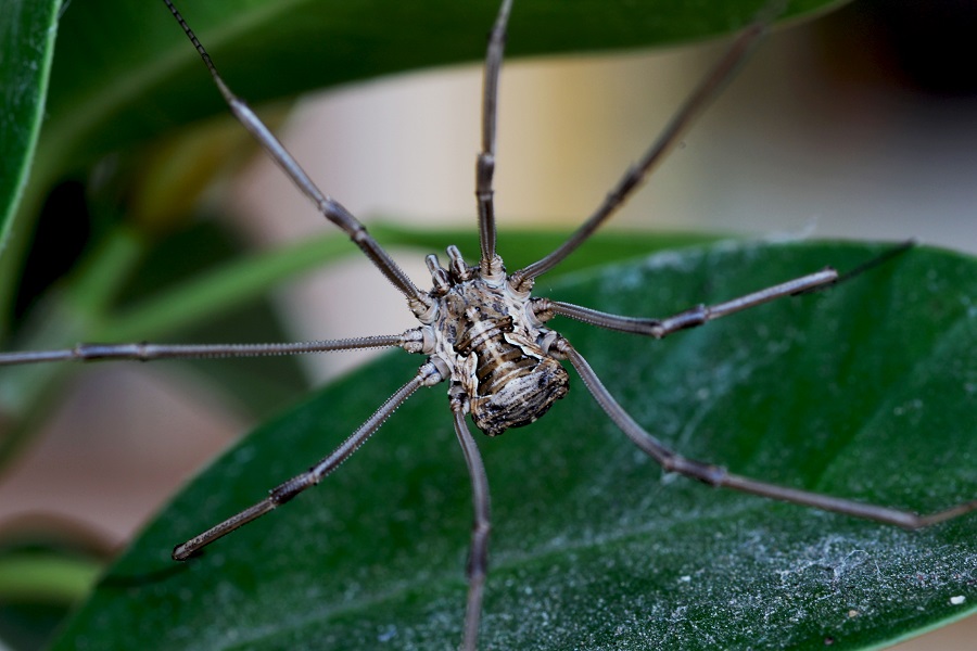 Metaphalangium sp.