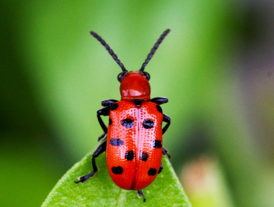 Crioceris duodecimpunctata, Chrysomelidae