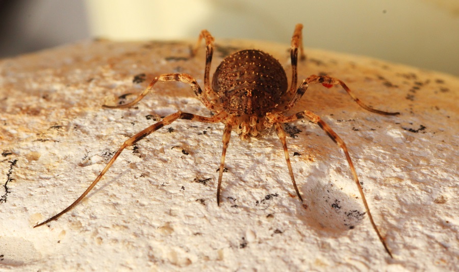 Odiellus cf.  spinosus  (Phalangiidae)