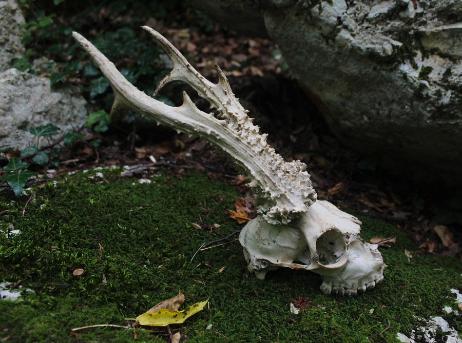 cranio di capriolo con palchi ?