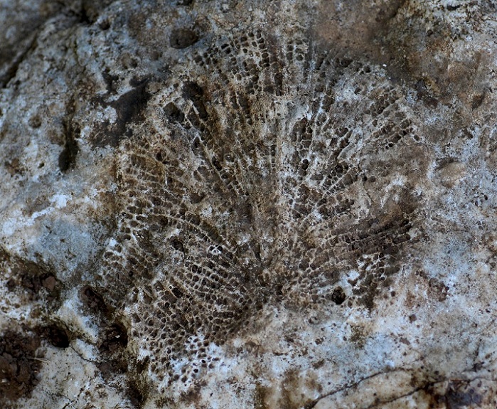 fossile da id