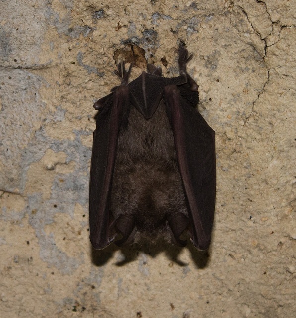 Pipistrello da id