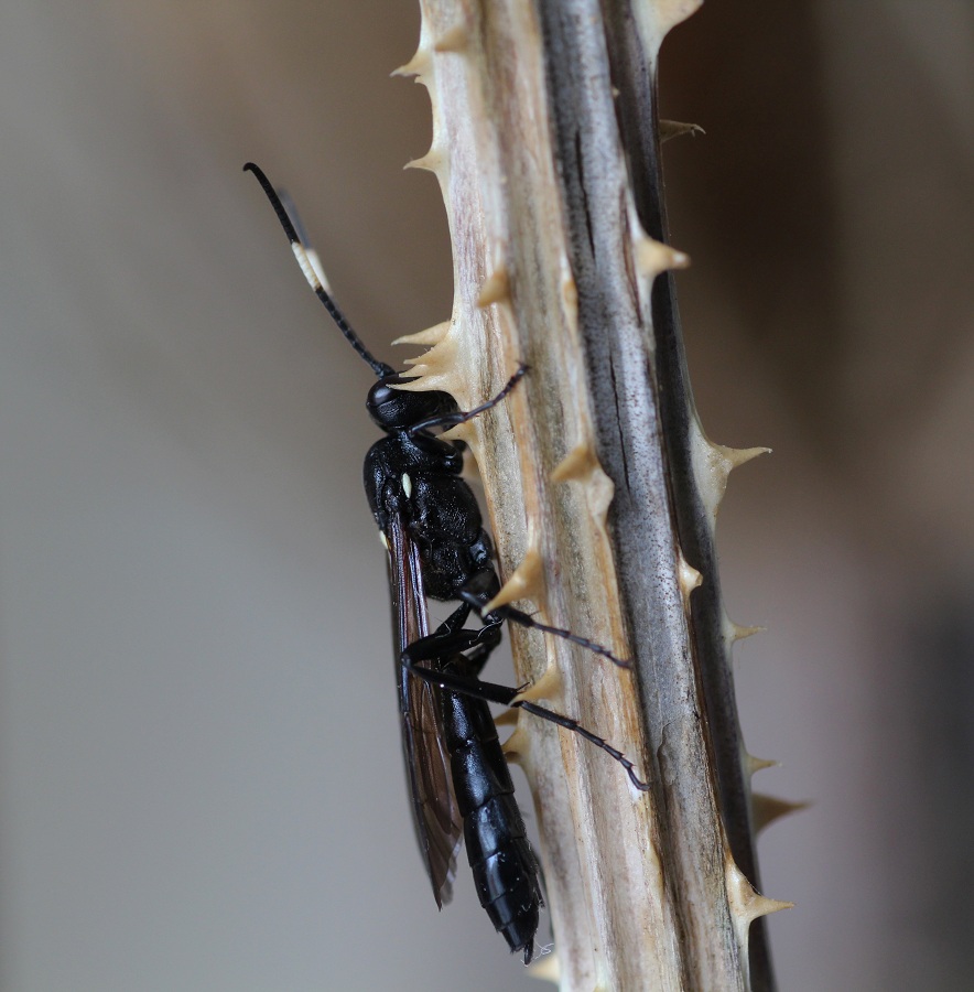 Ichneumonidae Ichneumoninae, femmine: gen. indet. e Lymantrichneumon disparis