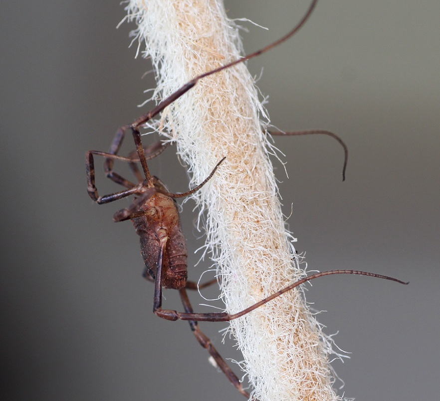 Odiellus coronatus (Phalangiidae)