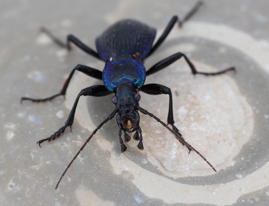 Da determinare - Carabus lefebvrei ssp. bayardi