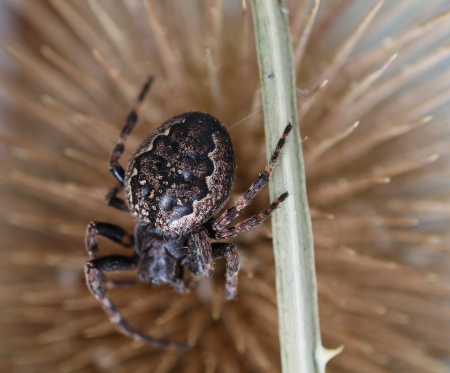 Nuctenea umbratica  - Ruggiano Gargano (FG)