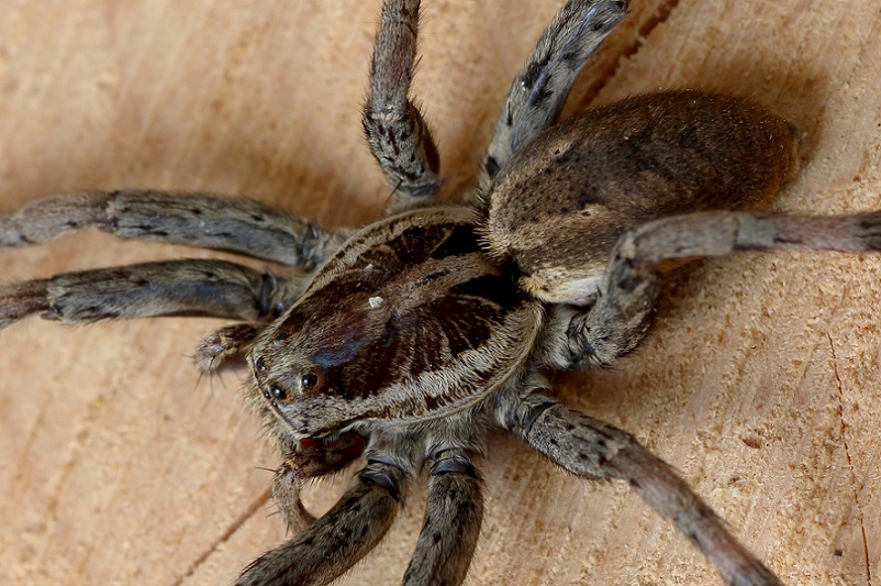 Hogna radiata, da vicino  -  Foresta Umbra Gargano (FG)