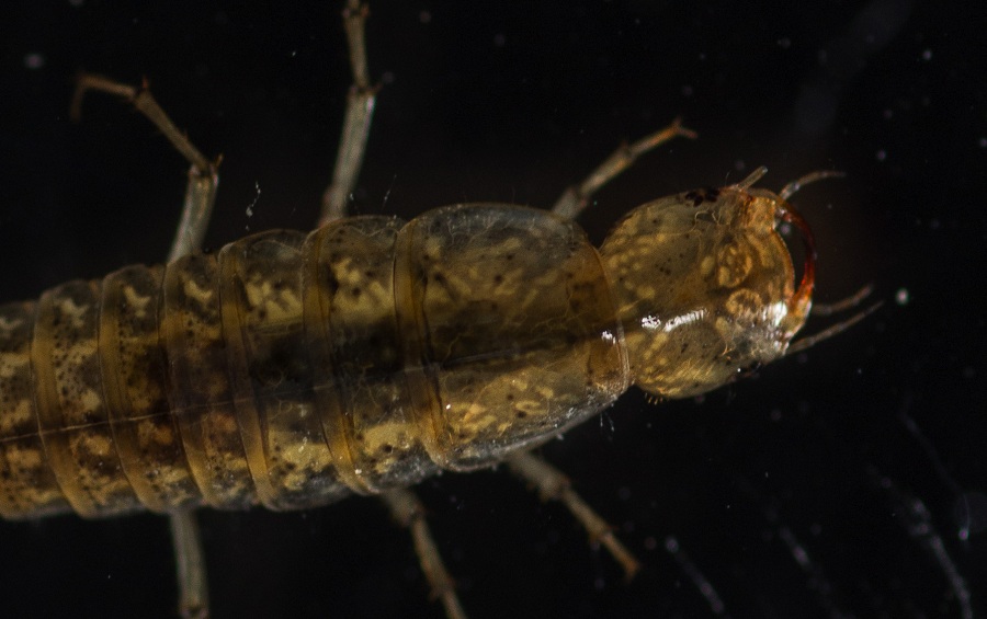 Larva di Dytiscidae: Hydaticus cfr. leander