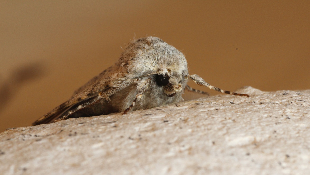 Da determinare - Polymixis (Polymixis) rufocincta, Noctuidae