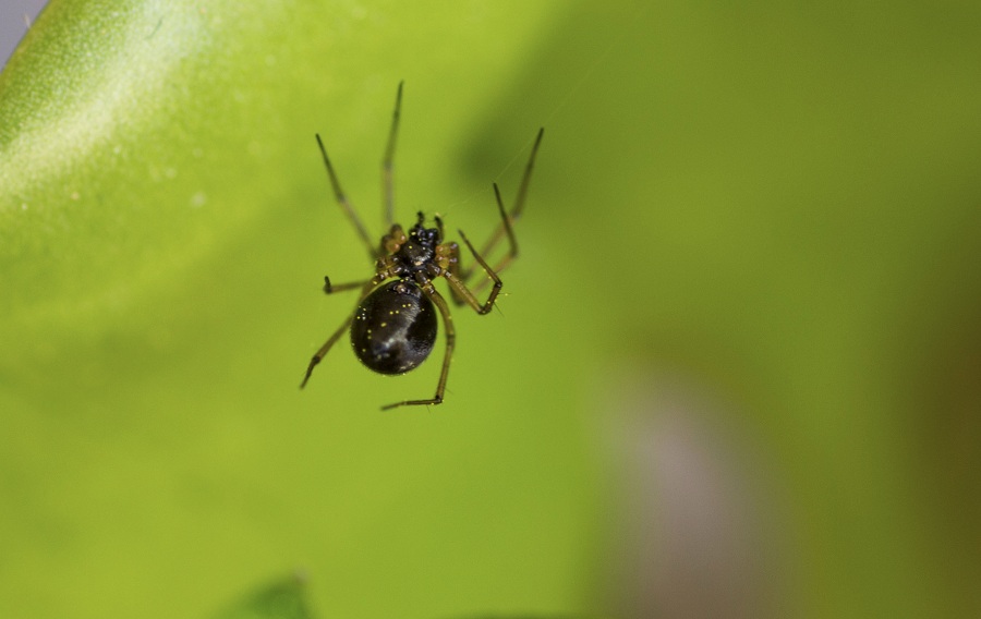 Linyphiidae: cfr. Leptiphanthes sp.  - Vieste (FG)