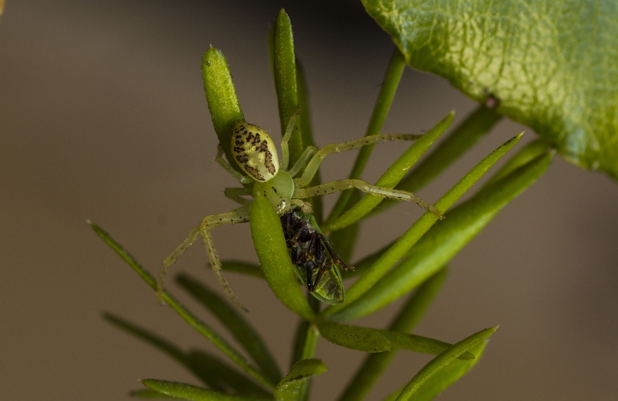 Thomisidae:  Diaea cfr. livens - Manfredonia (FG)