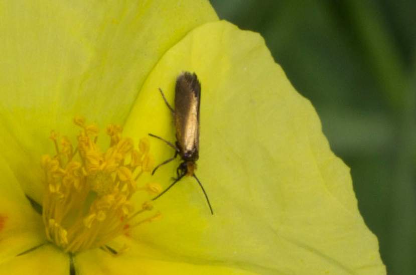 Micropterix calthella: Micropterigidae