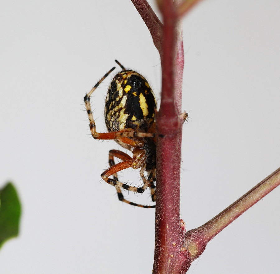 Araneidae: Aculepeira armida  - Manfredonia Gargano (FG)