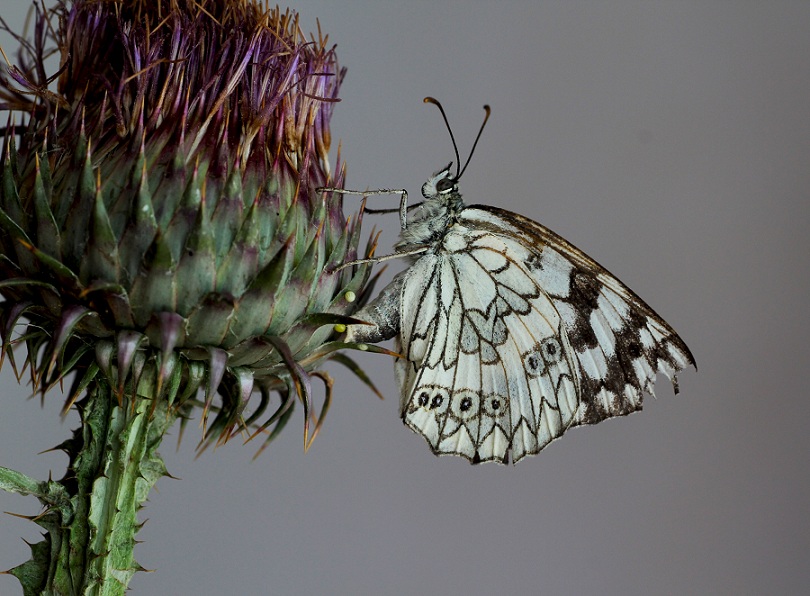 lepidottero da id - Melanargia russiae