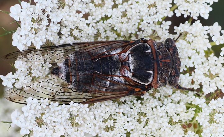 Cicadidae:  Cicada orni e Cicadatra atra (cfr.)