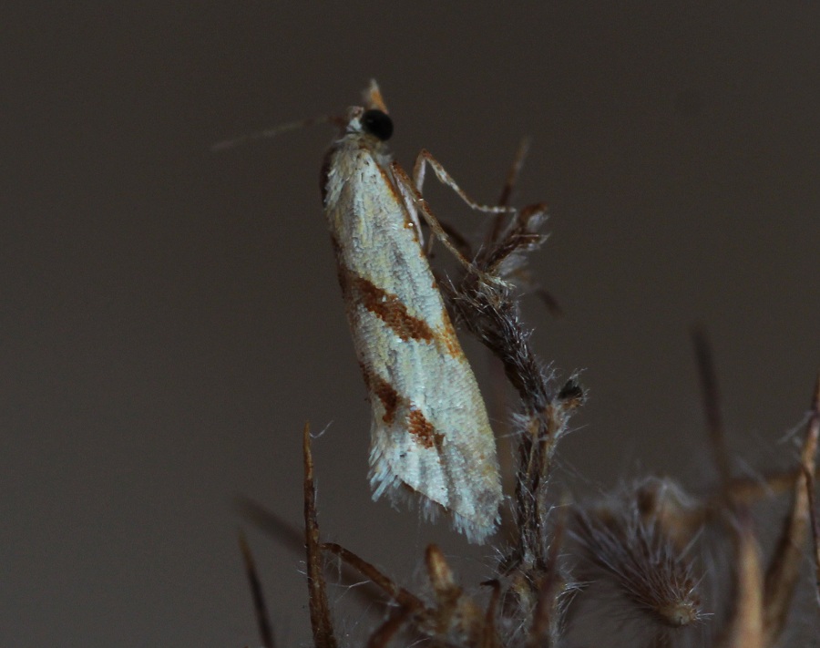 Da determinare: Aethes sp. - Tortricidae