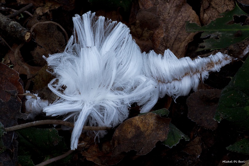 Capelli di ghiaccio