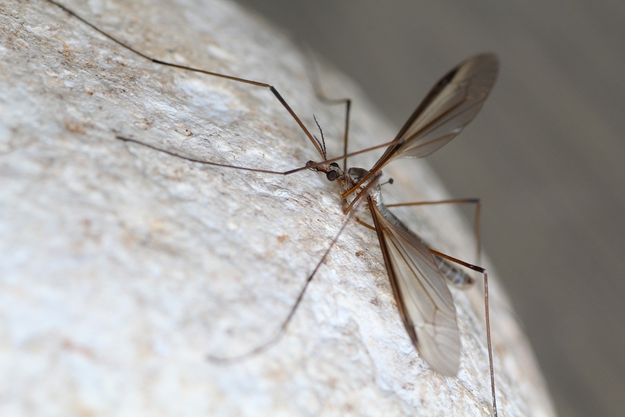 Tipulidae: Tipula sp., maschio