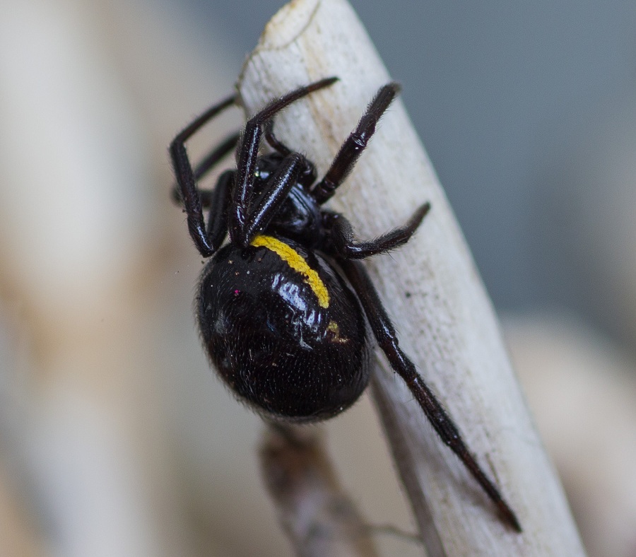 Steatoda paykulliana? S !   -   Monte Castellana S. G. Rotondo Gargano (FG)