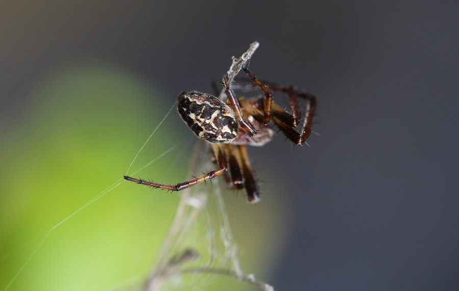 Larinioides cornutus ♂ - Gargano (FG)
