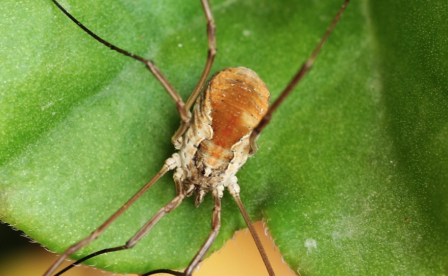 Metaphalangium cirtanum (Phalangiidae)