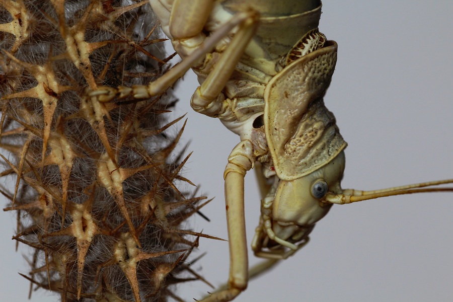 Bradyporidae:  Ephippiger apulus apulus, femmina