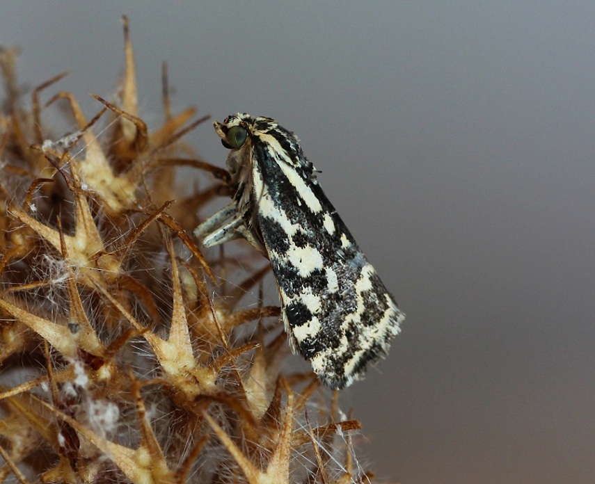 farfalla da id - Acontia (Emmelia) trabealis