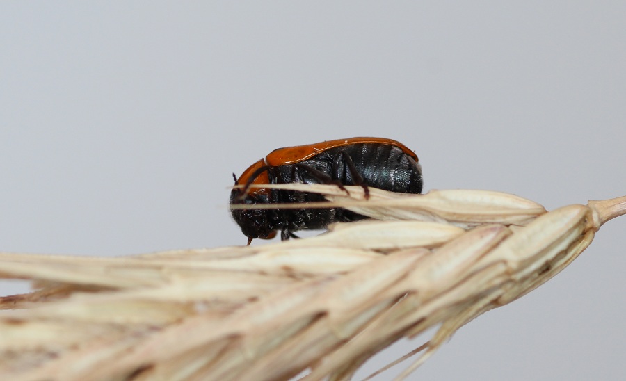 Chrysomelidae:  Tituboea biguttata, femmina