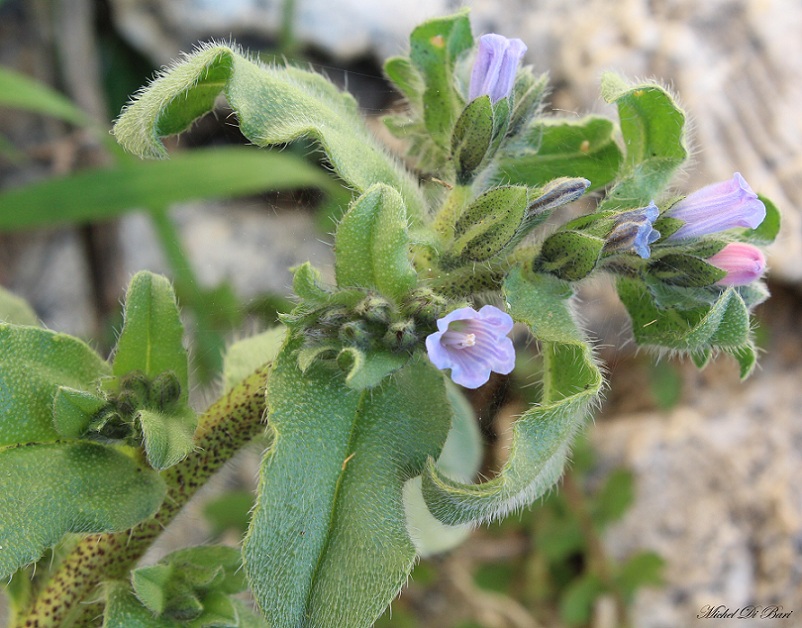 Echium parviflorum