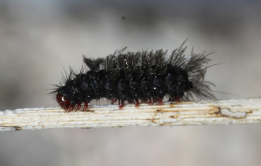 Piccolo bruco da id - Amata phegea, Erebidae Arctiinae