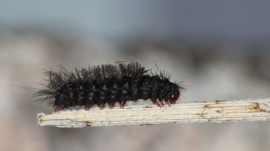 Piccolo bruco da id - Amata phegea, Erebidae Arctiinae