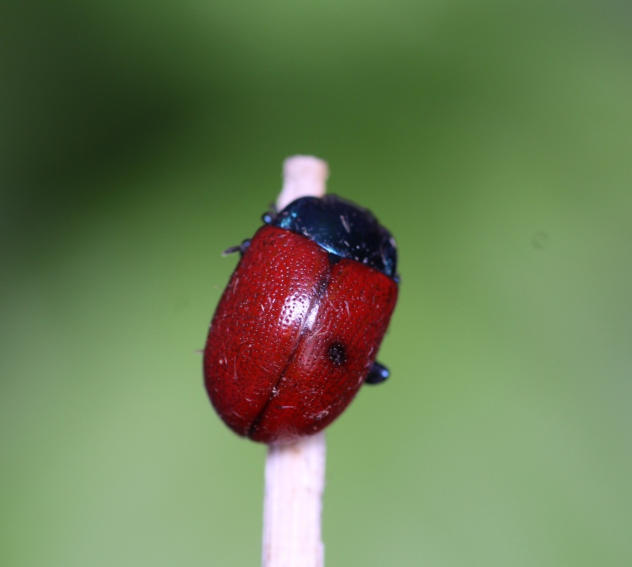 Chrysolina grossa, Chrysomelidae