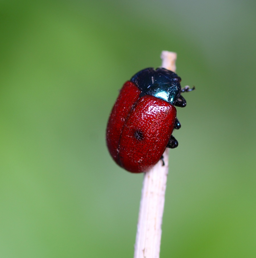 Chrysolina grossa, Chrysomelidae